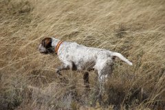 terrer_2013_108